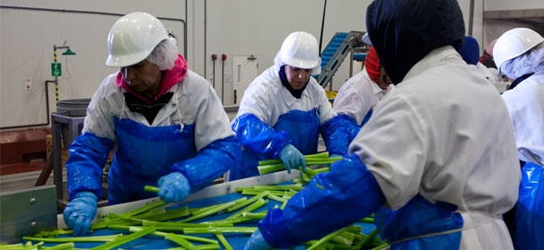 Celery Adjustment: Duda uses innovative technology to create a variety of shapes and sizes