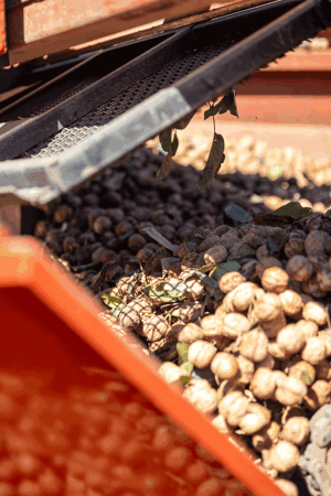 A closeup look at hard-shelled walnuts being sorted